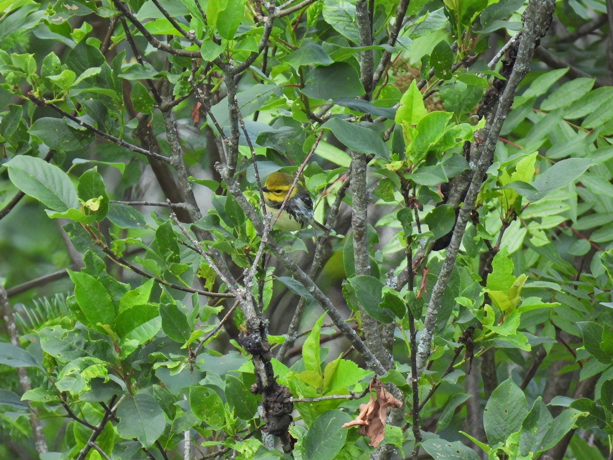 Black-throated Green Warbler - ML620962762