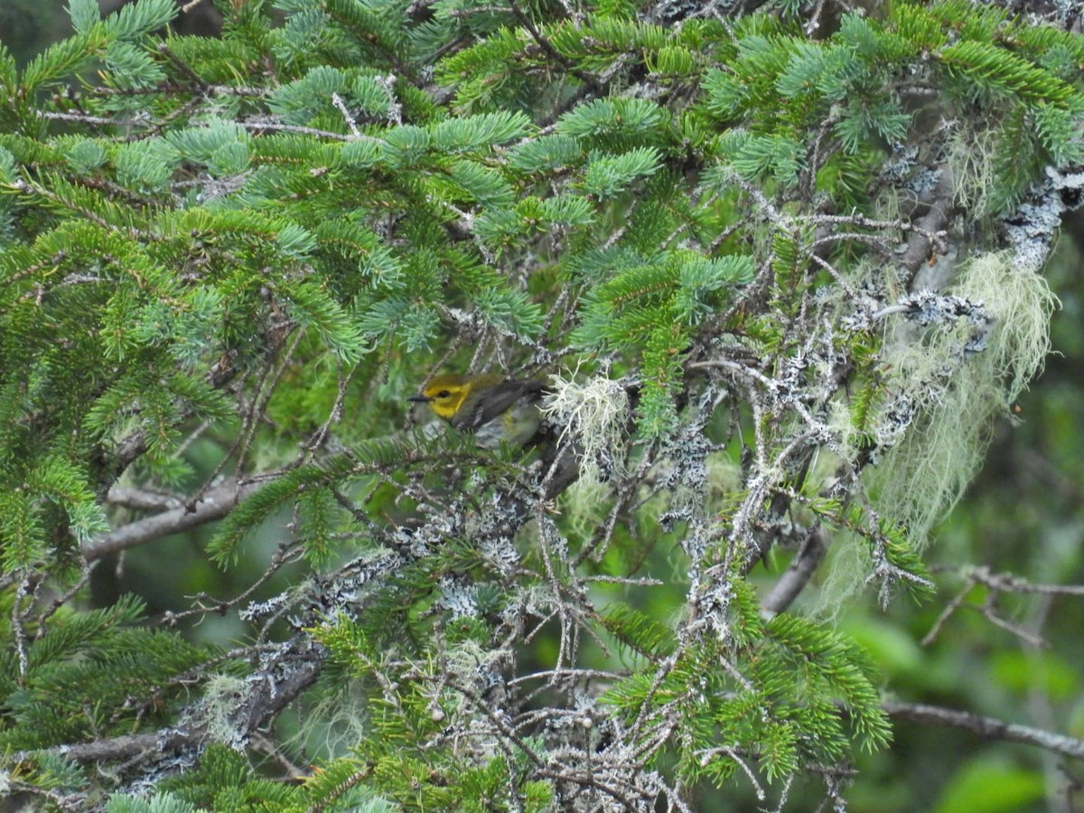 Black-throated Green Warbler - ML620962763