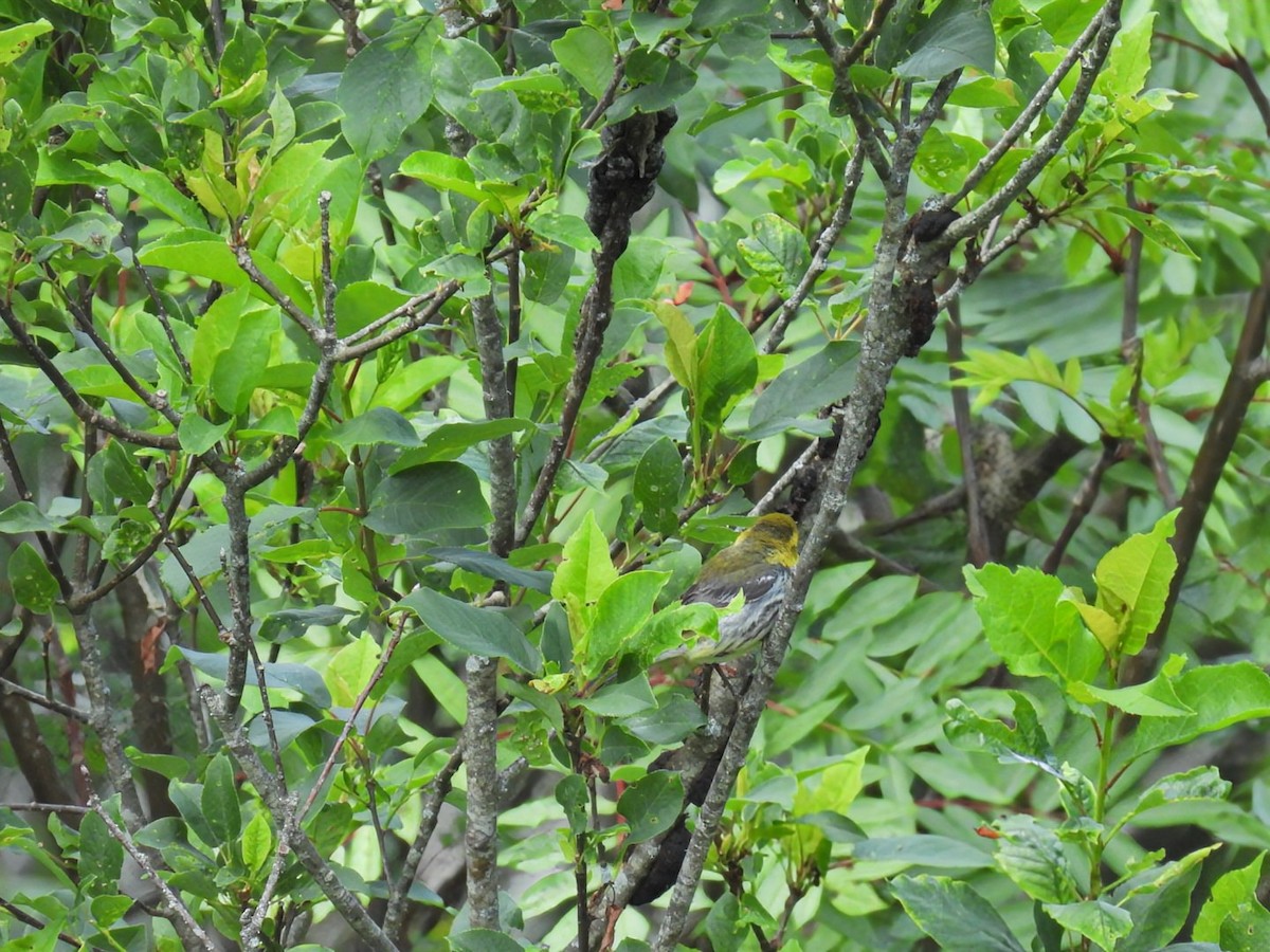 Black-throated Green Warbler - ML620962764