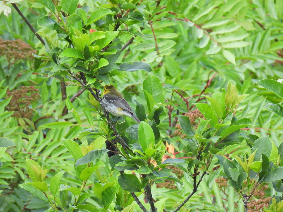 Black-throated Green Warbler - ML620962765