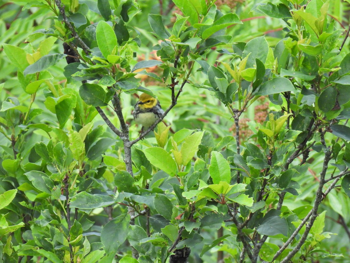 Black-throated Green Warbler - ML620962766