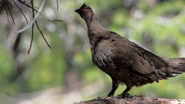 Sooty Grouse - ML620962774