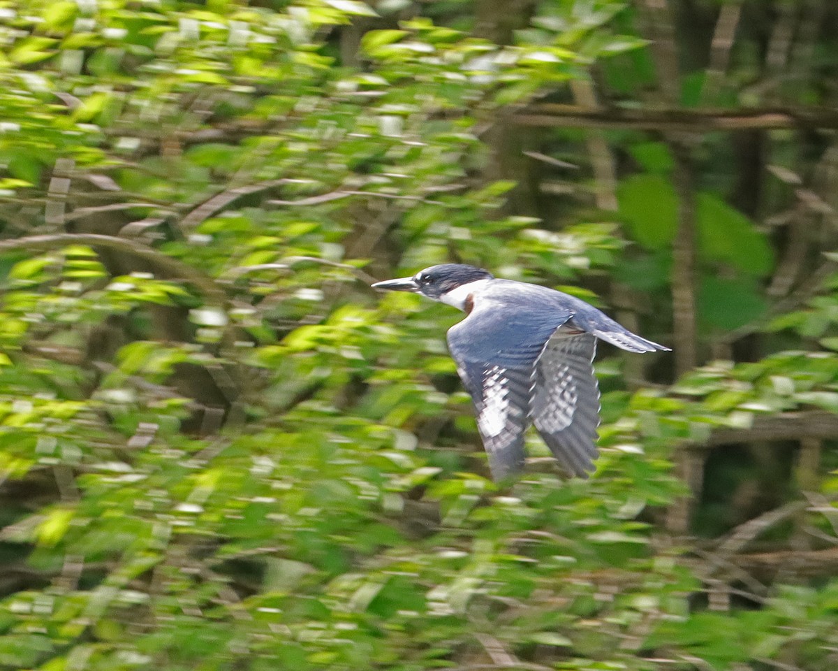 Martin-pêcheur d'Amérique - ML620962815