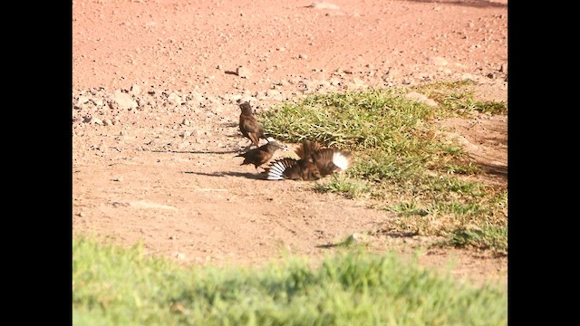 Northern Anteater-Chat - ML620962835