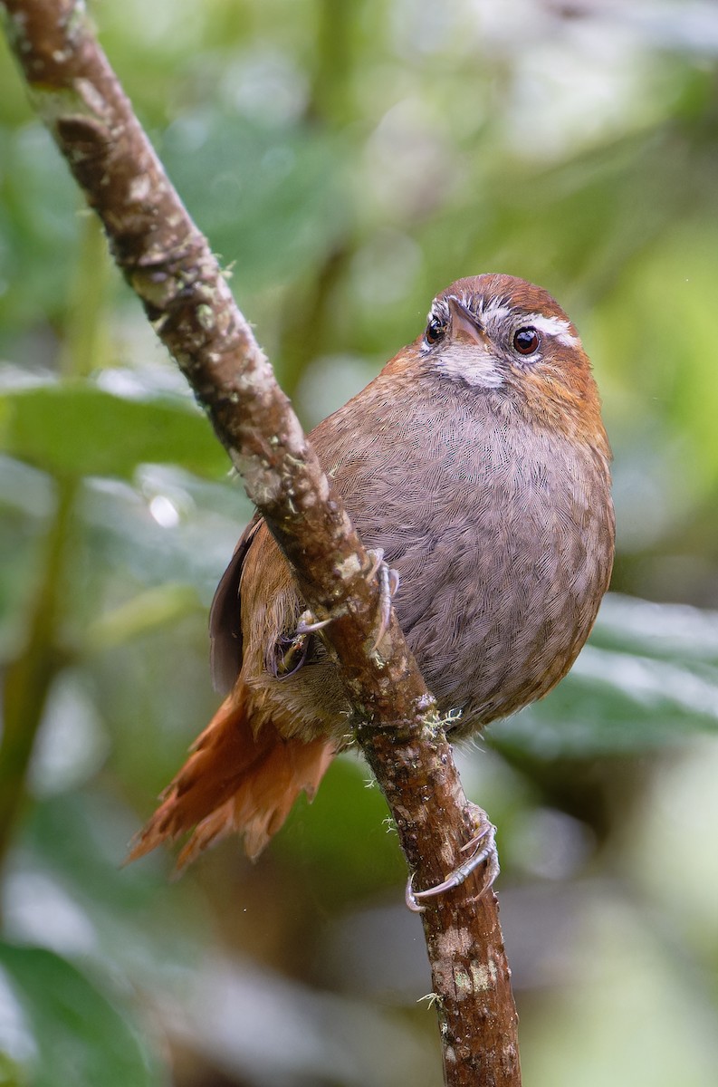 White-browed Spinetail - ML620962836