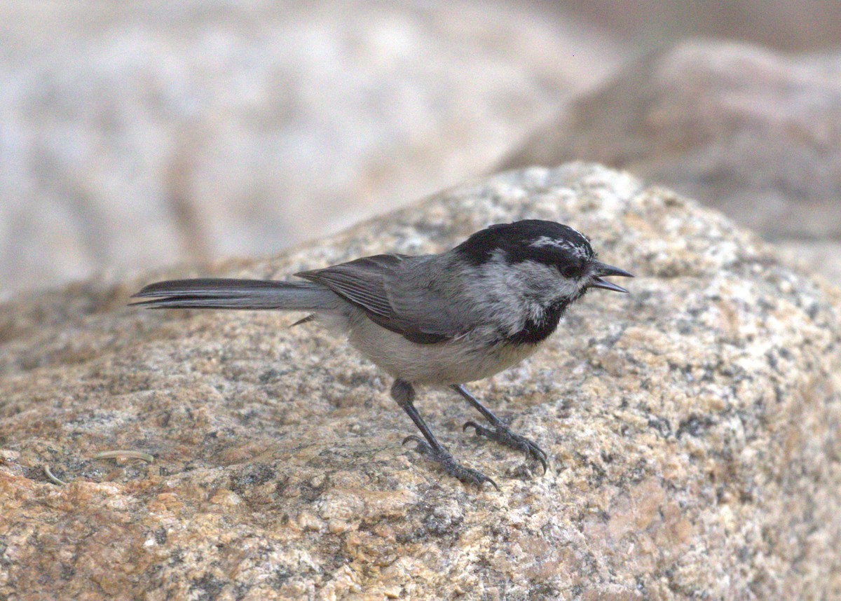 Mountain Chickadee - Don Coons