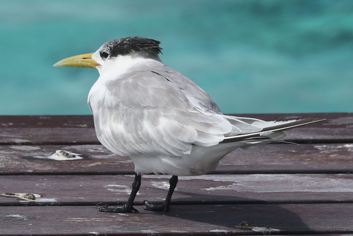 Great Crested Tern - ML620962903