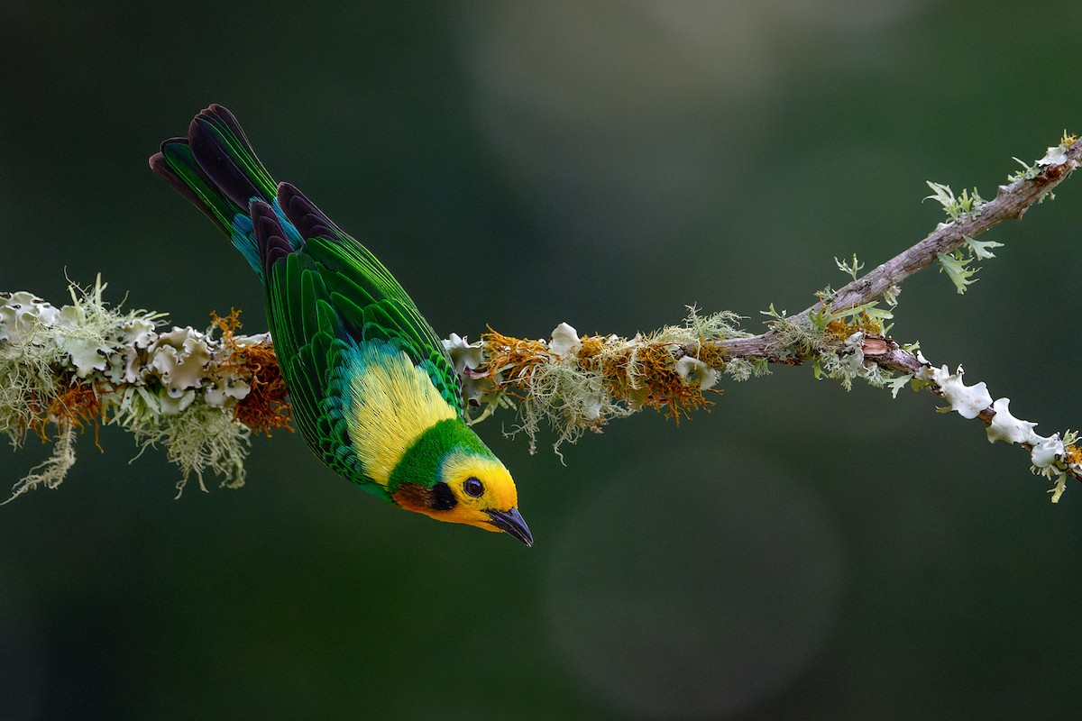 Multicolored Tanager - ML620962907