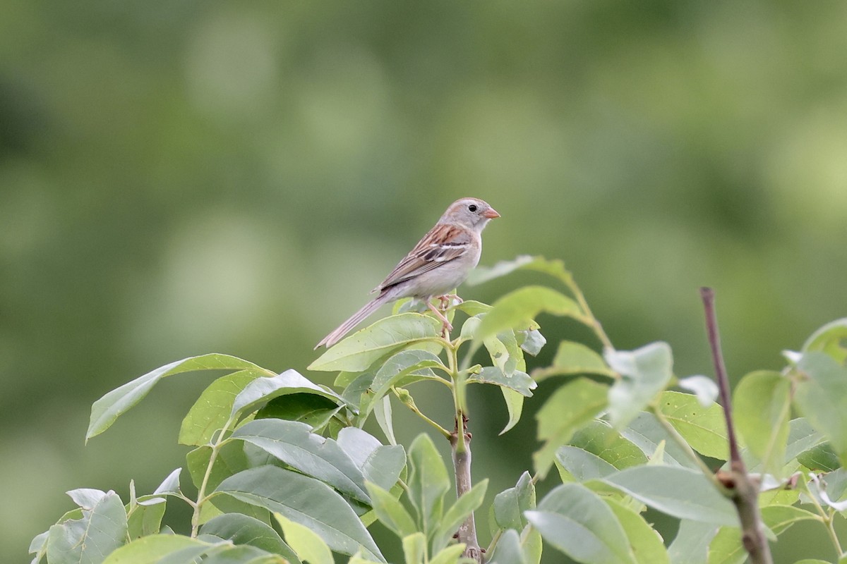 Field Sparrow - ML620962932