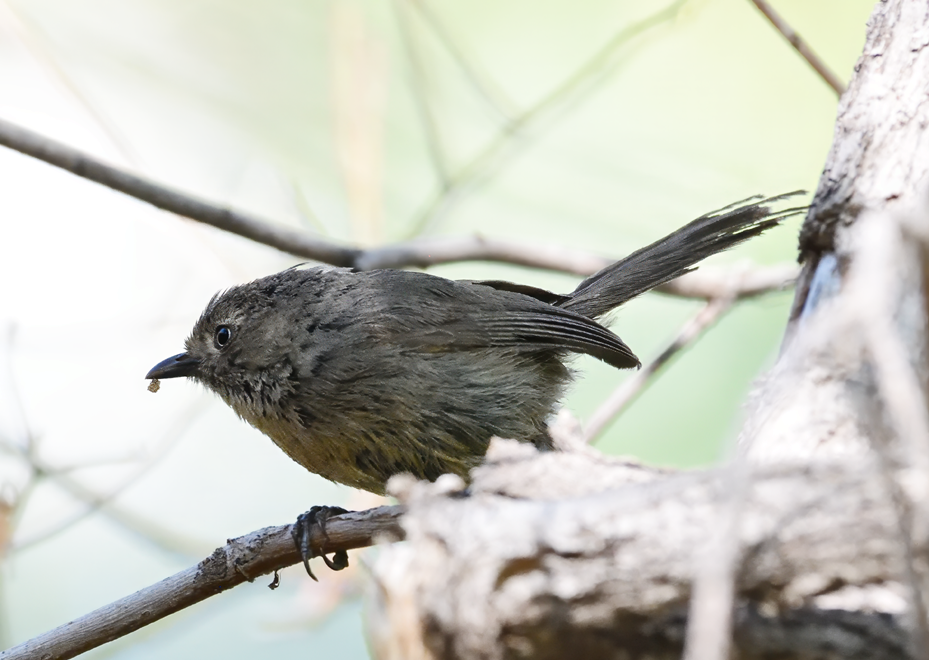 Wrentit - ML620962974