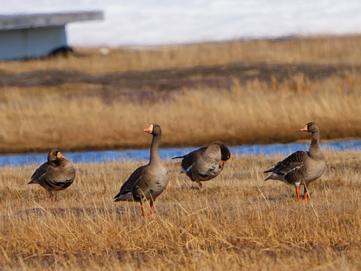 Greater White-fronted Goose - ML620962998