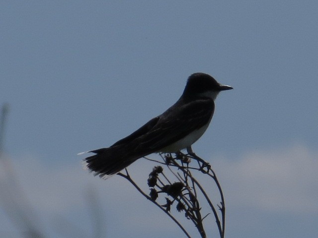 Eastern Kingbird - ML62096301