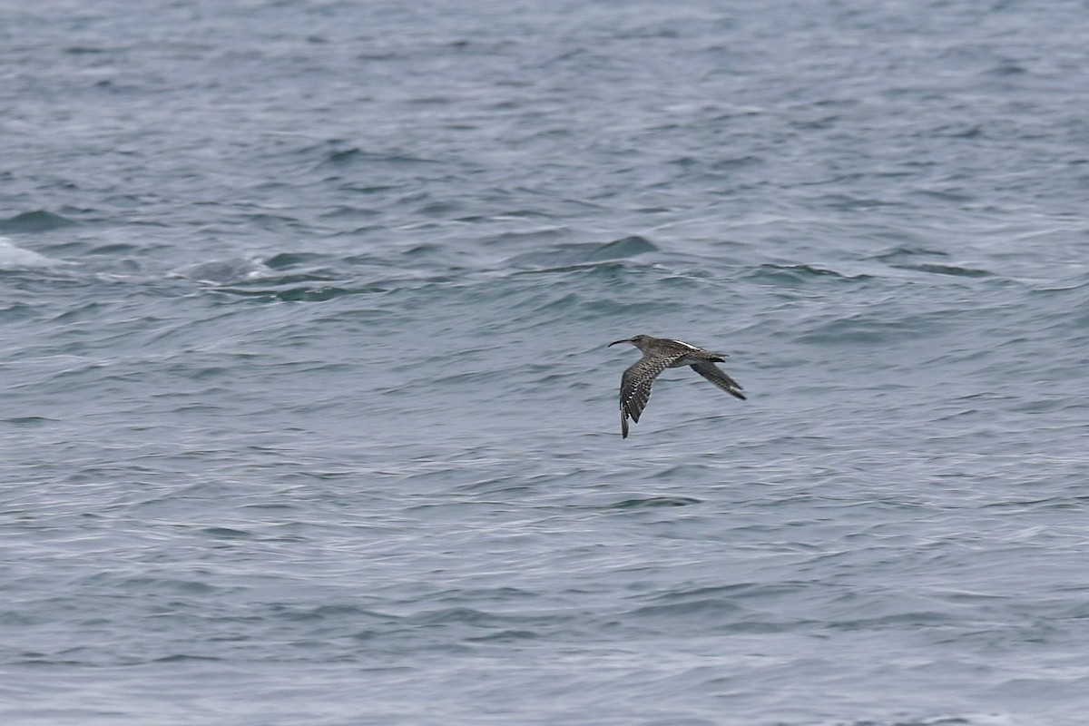 Whimbrel/Eurasian Curlew - ML620963060