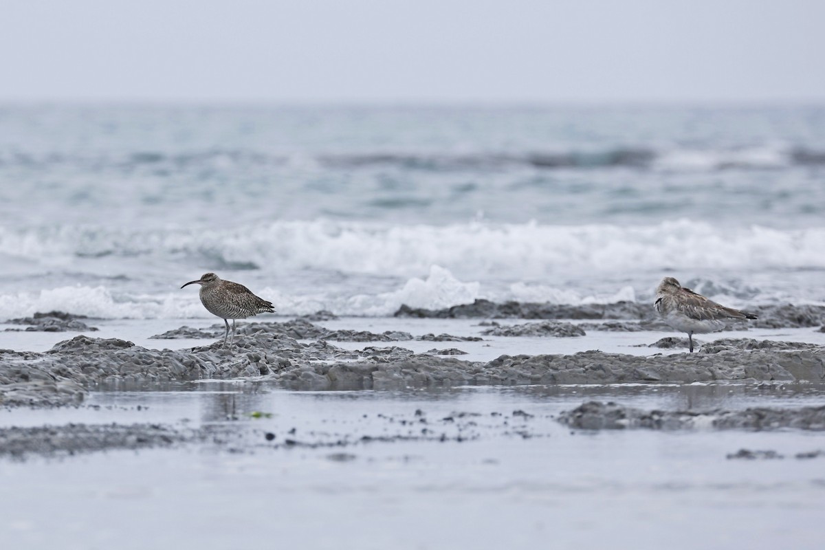 Whimbrel/Eurasian Curlew - ML620963061