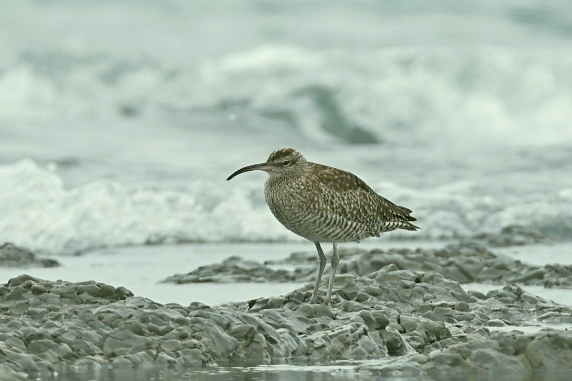 Whimbrel/Eurasian Curlew - ML620963062