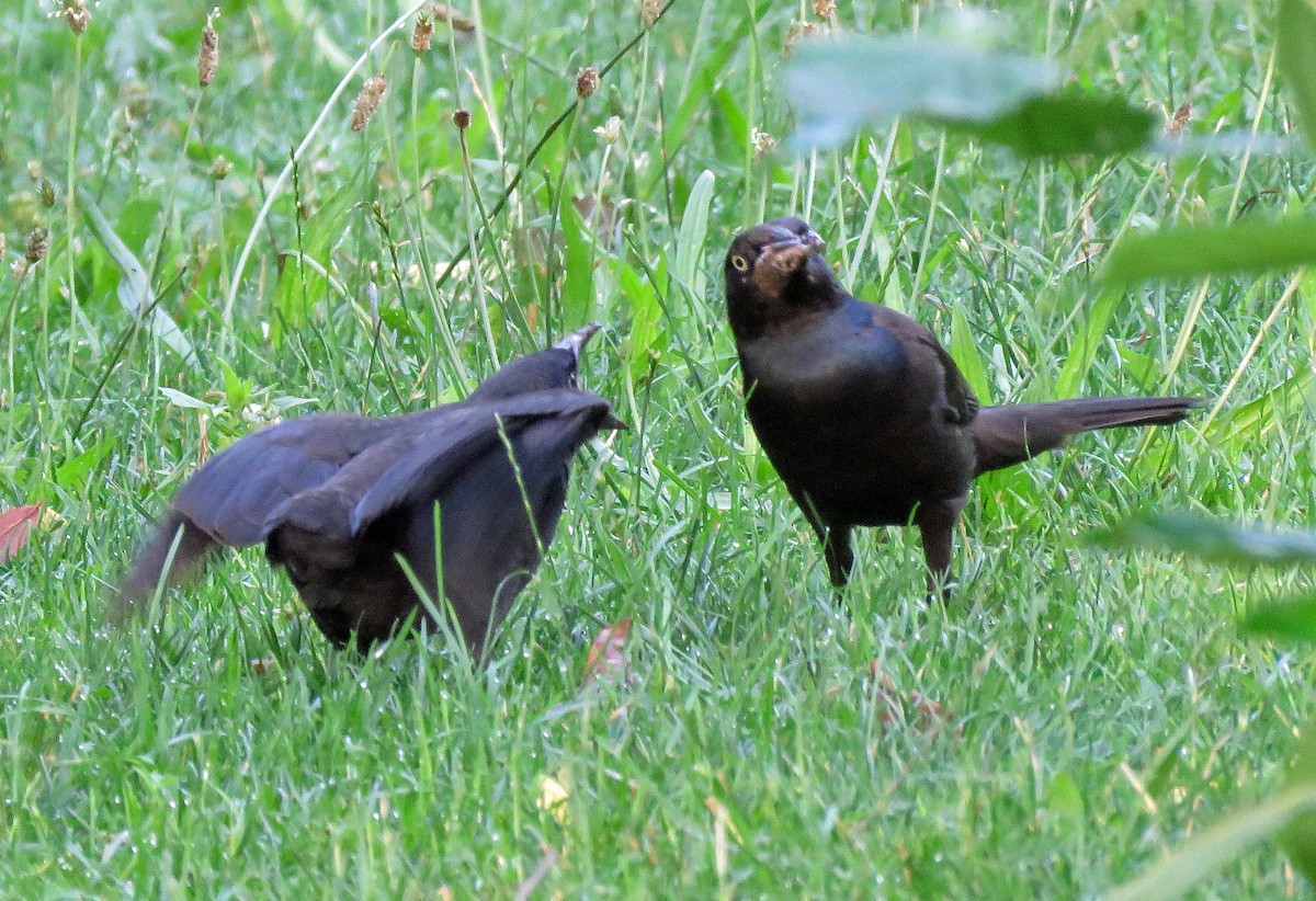 Common Grackle - ML620963087