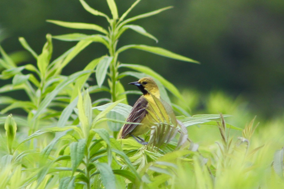 Orchard Oriole - ML62096311