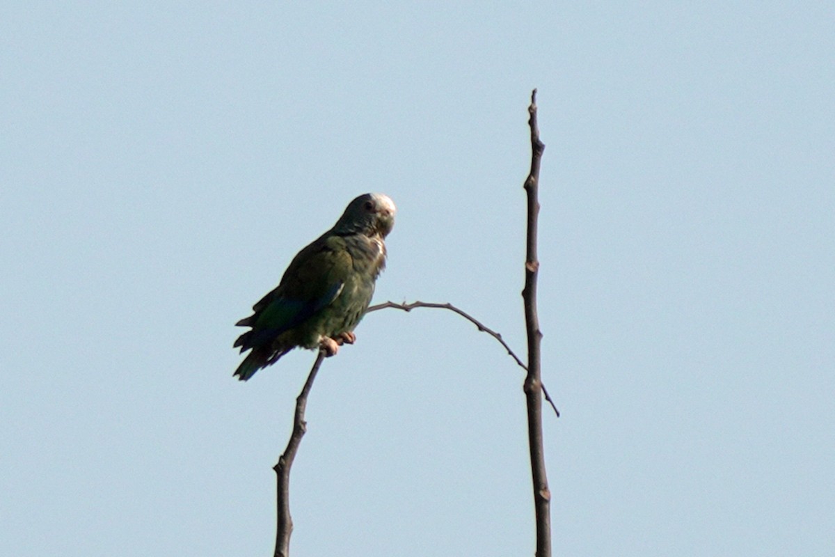 White-crowned Parrot - ML620963171