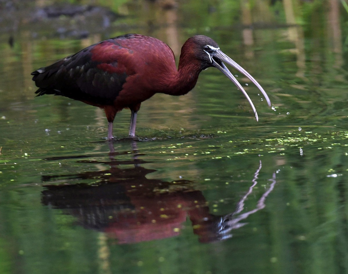 ibis hnědý - ML620963250