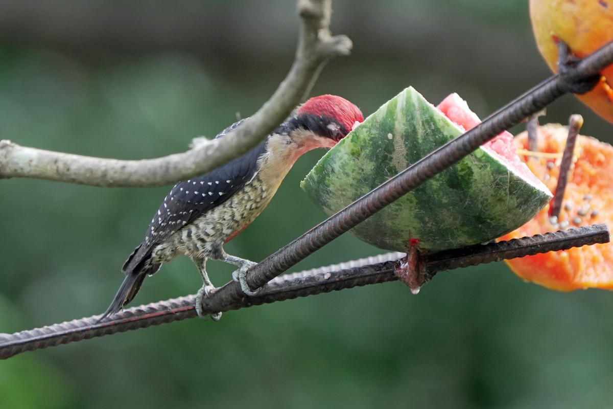 Black-cheeked Woodpecker - ML620963251