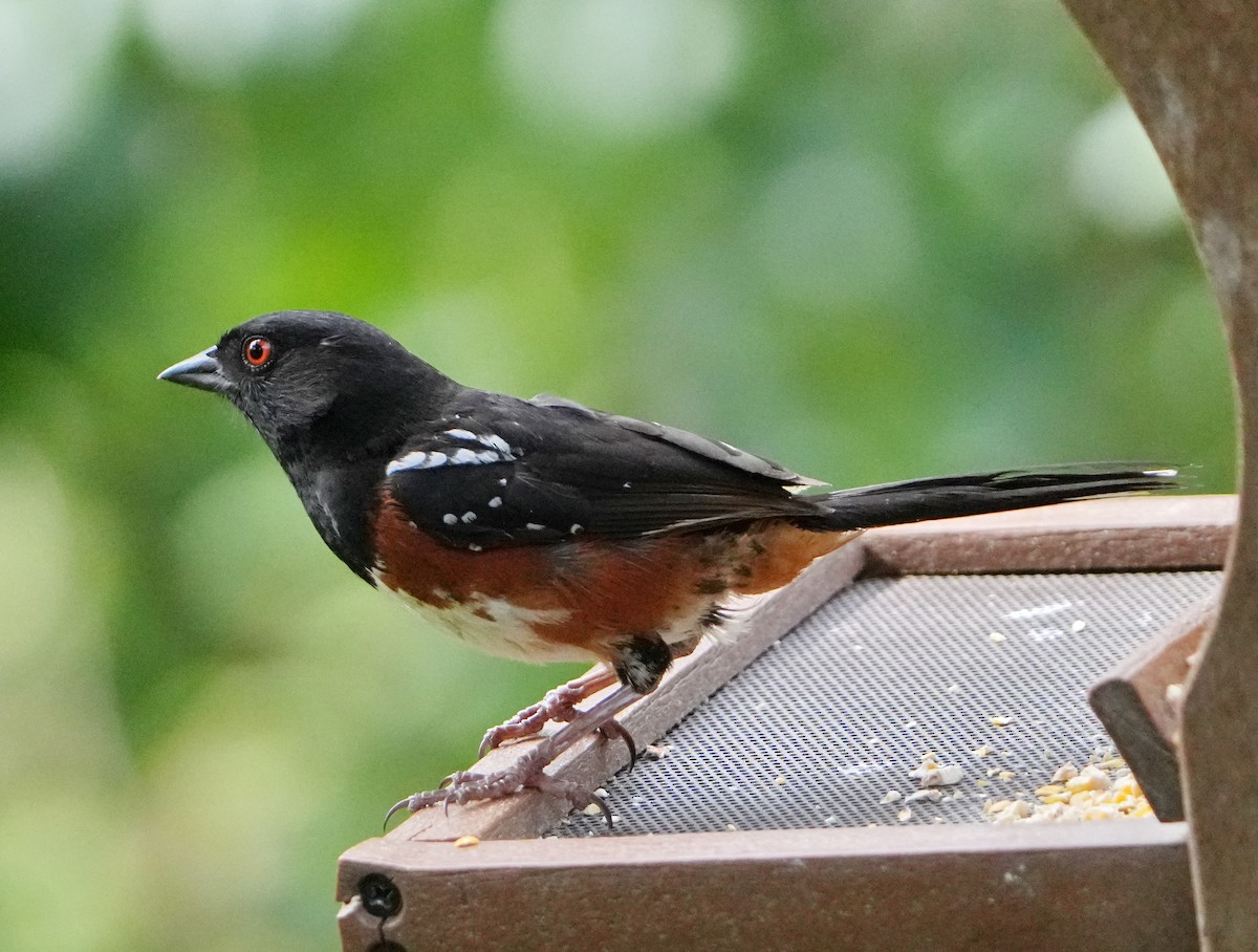 Spotted Towhee - ML620963264