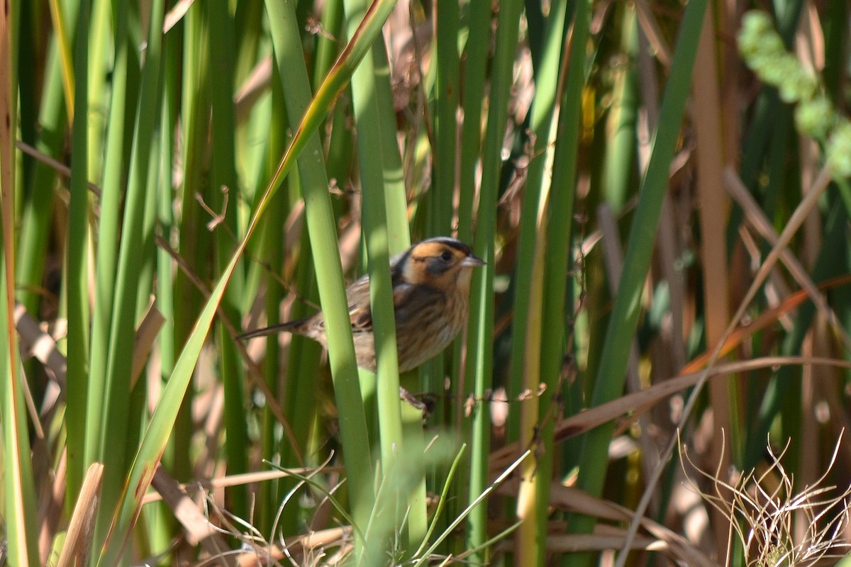 Nelson's Sparrow - ML620963275