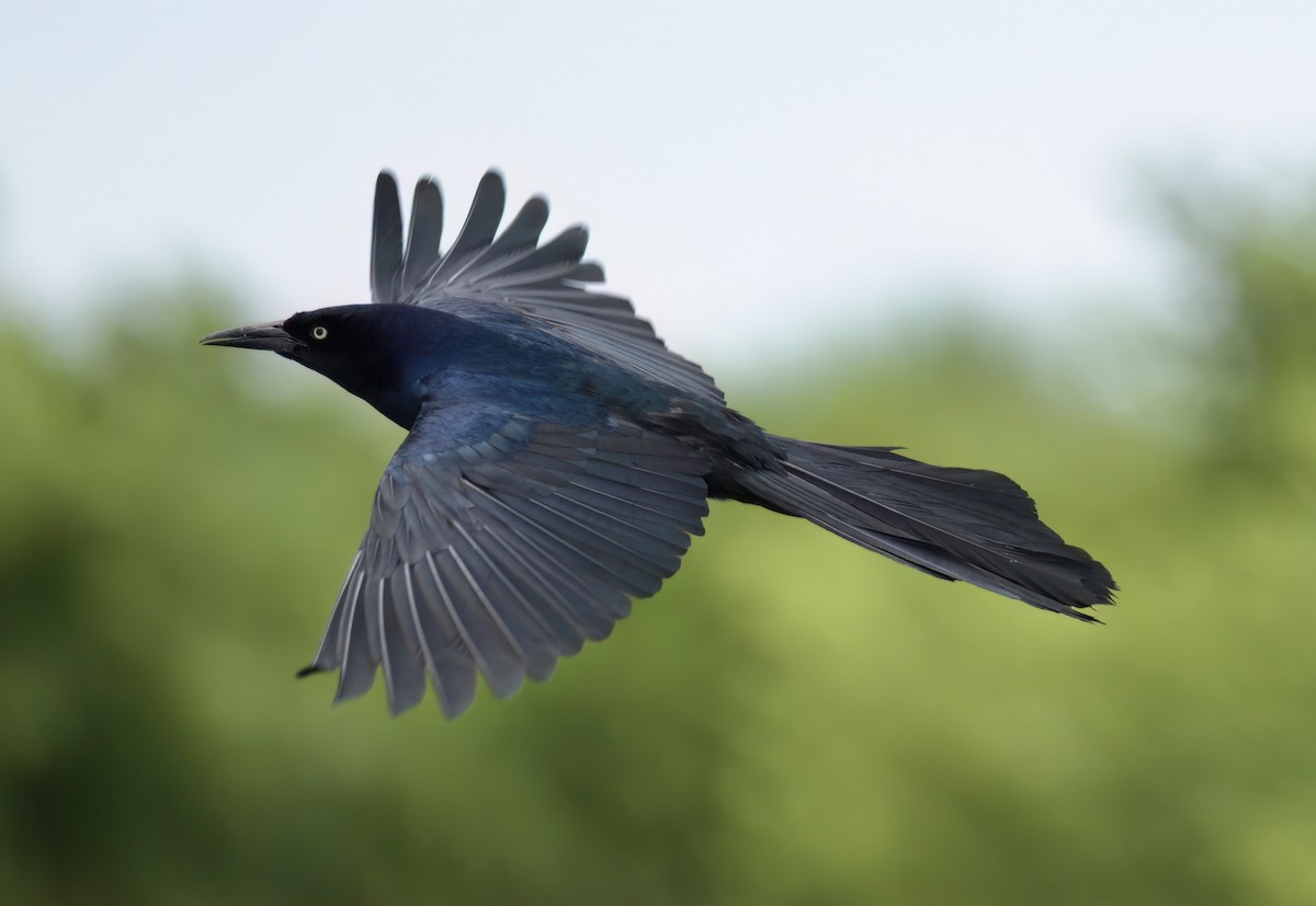 Boat-tailed Grackle - ML620963277