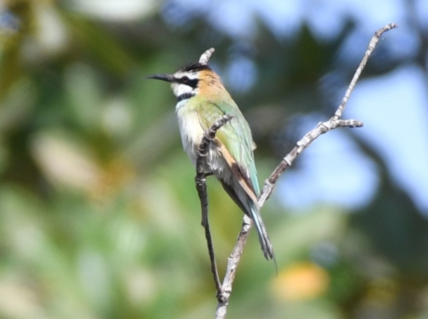 White-throated Bee-eater - ML620963358