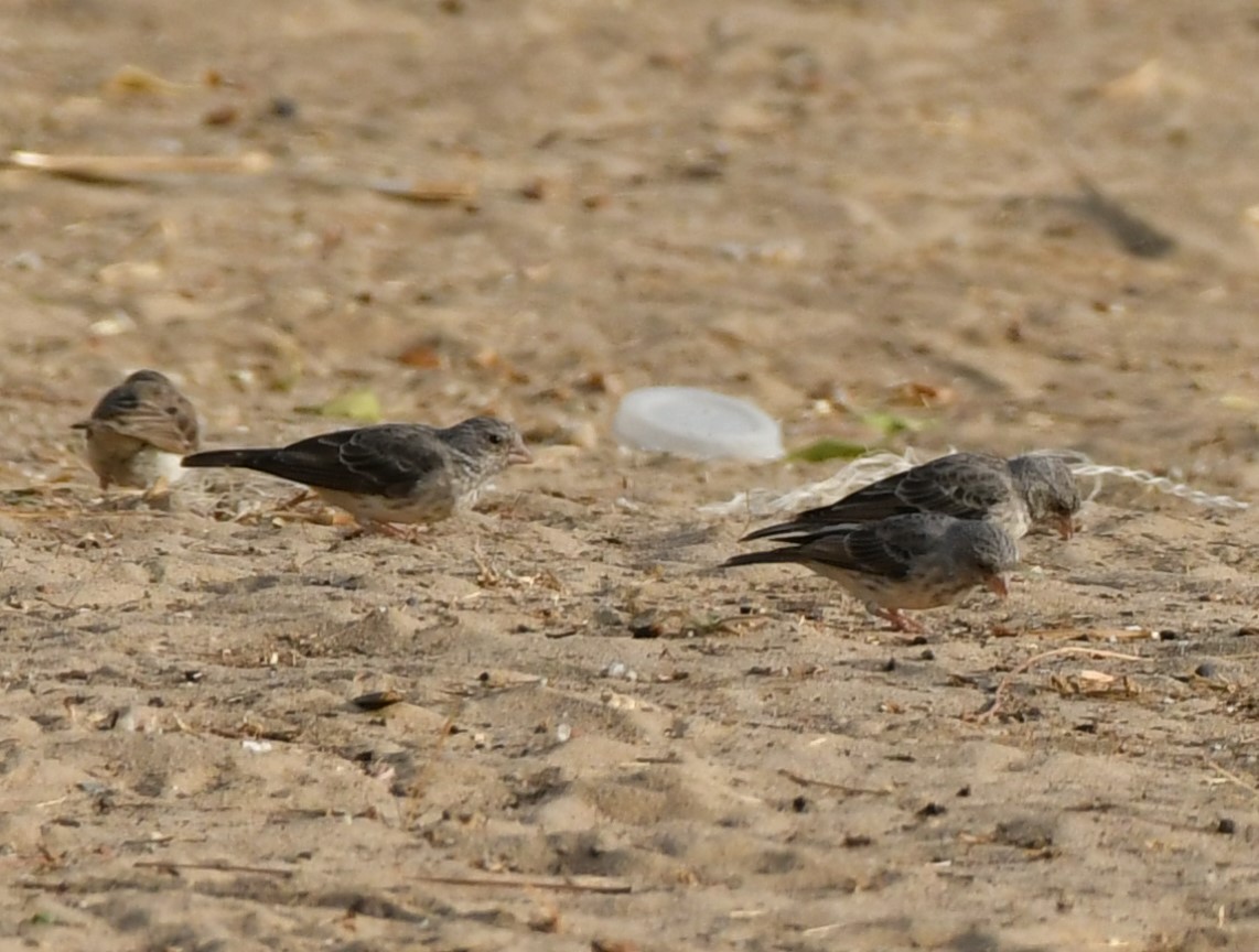 White-rumped Seedeater - ML620963498