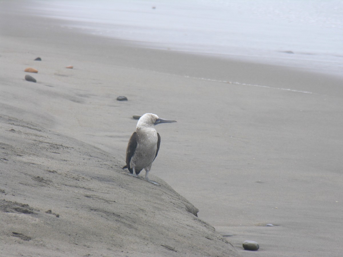 Peruvian Booby - Steve Goodbred