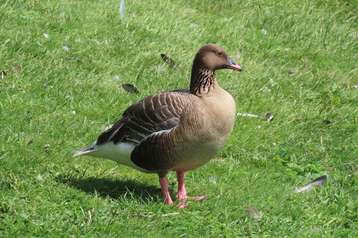 Pink-footed Goose - ML620963805