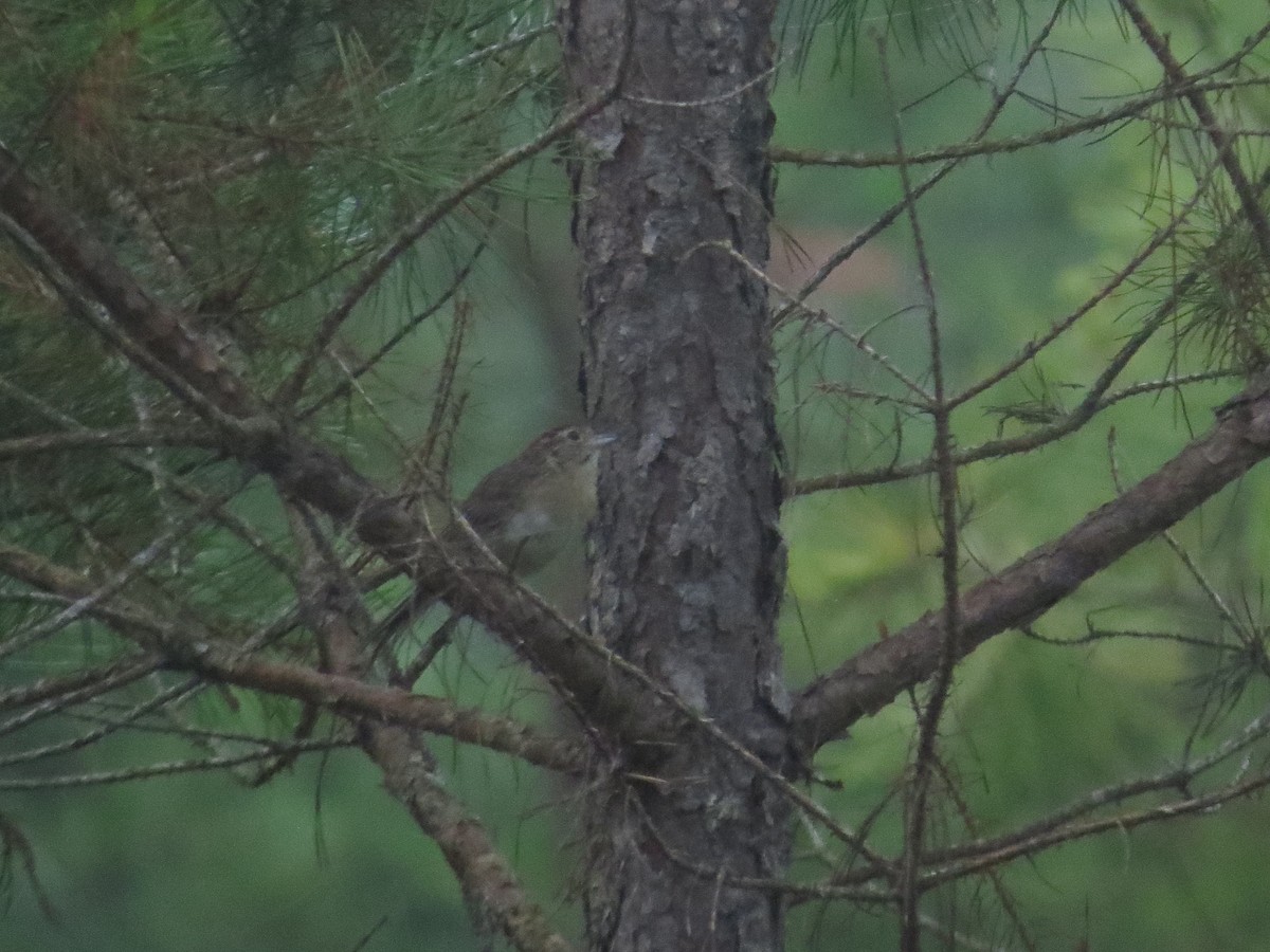 Bachman's Sparrow - ML620963850