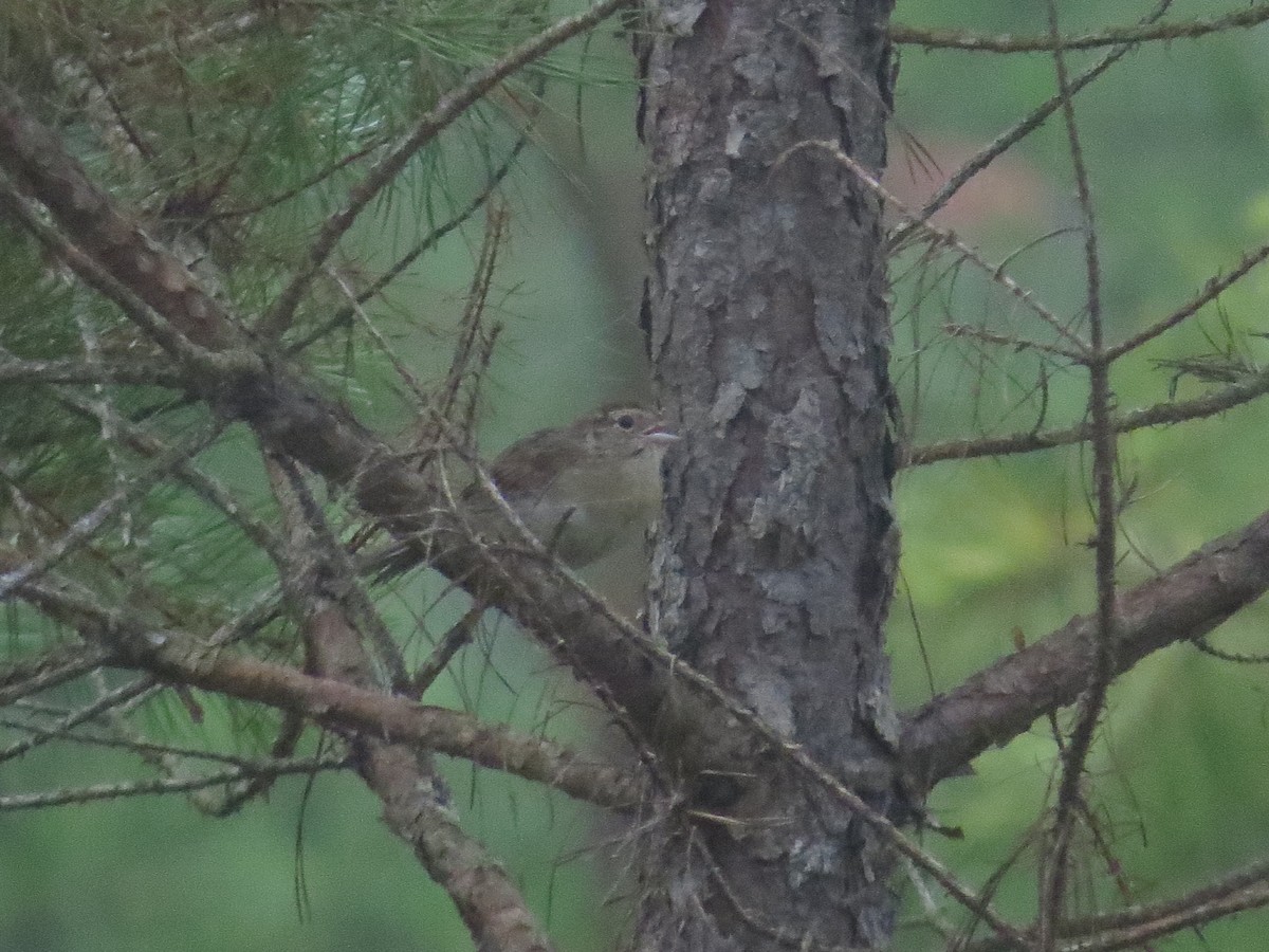 Bachman's Sparrow - ML620963851