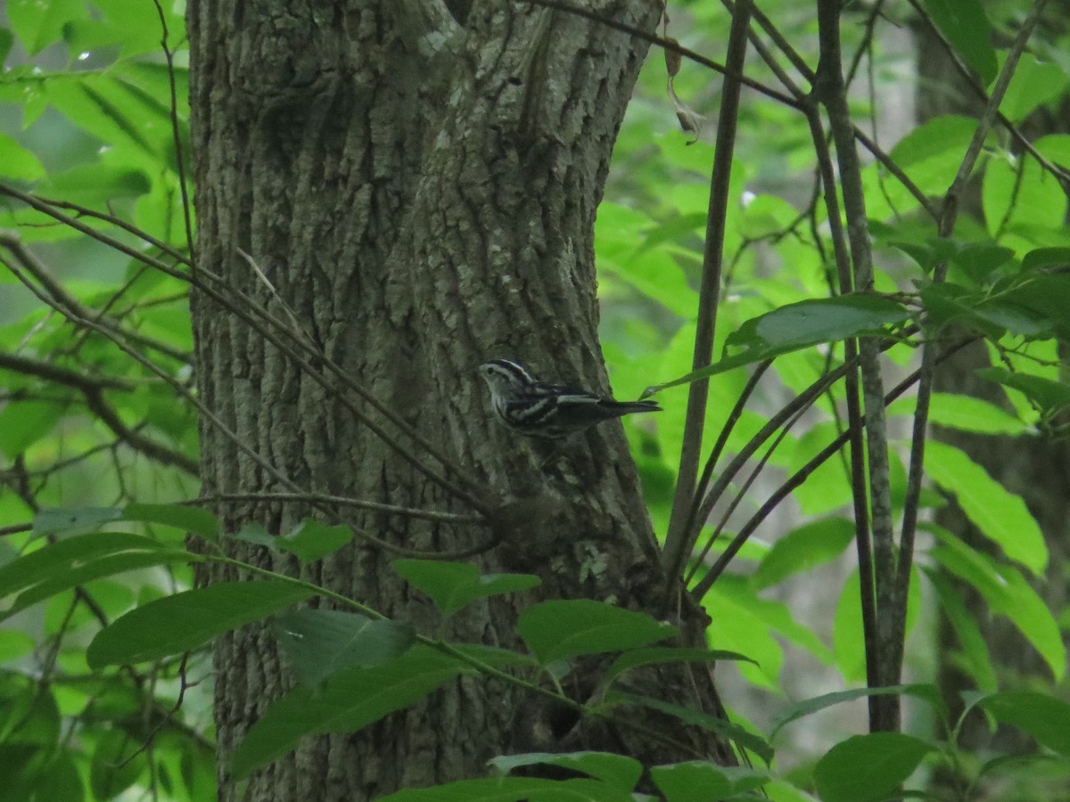 Black-and-white Warbler - ML620963867