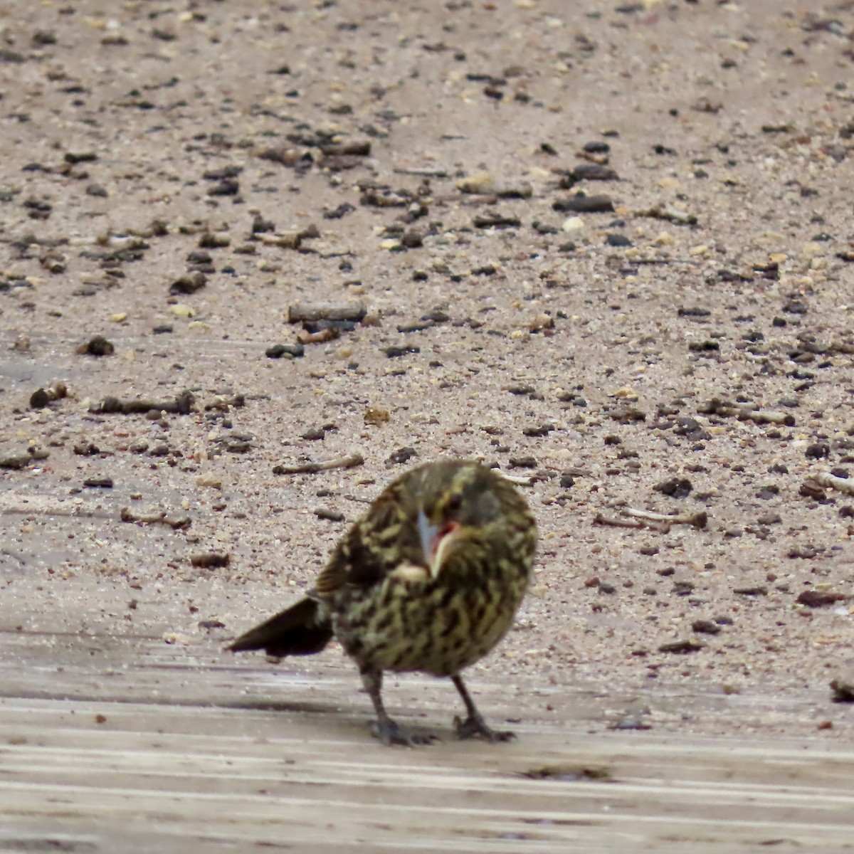 Red-winged Blackbird (Red-winged) - ML620963873