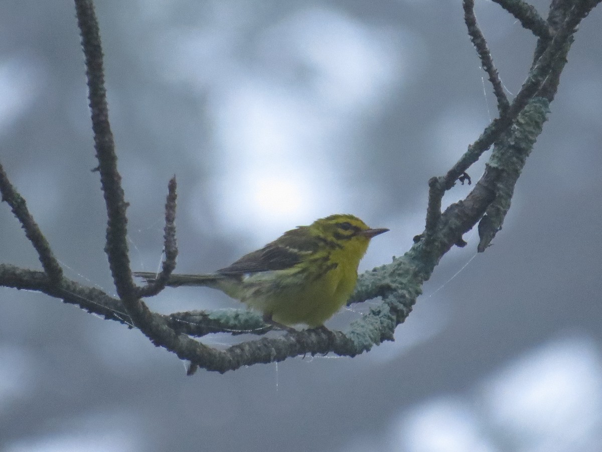 Prairie Warbler - ML620963874