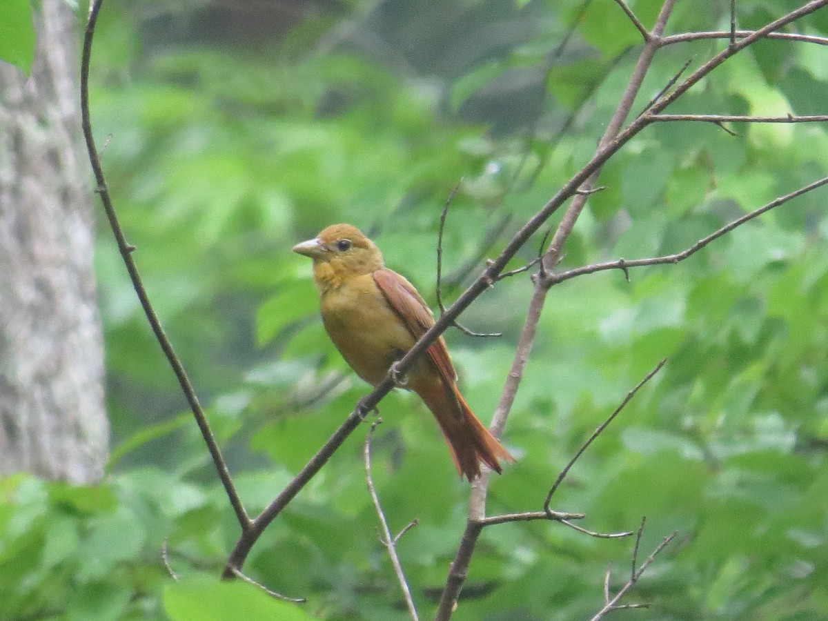Summer Tanager - ML620963879