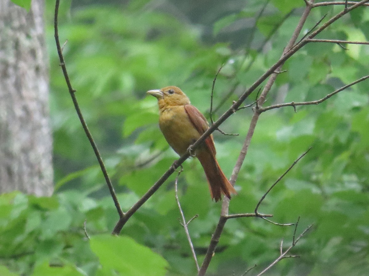 Summer Tanager - ML620963880