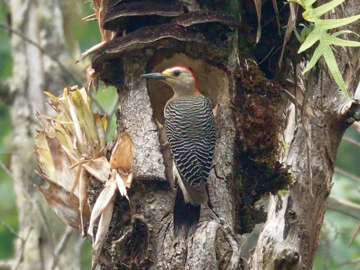 Golden-fronted Woodpecker - ML620963988