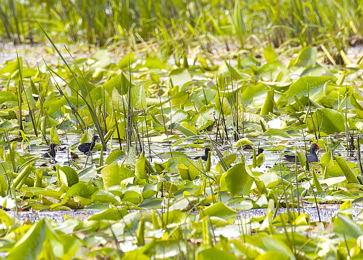 ML620964204 - Common Gallinule - Macaulay Library