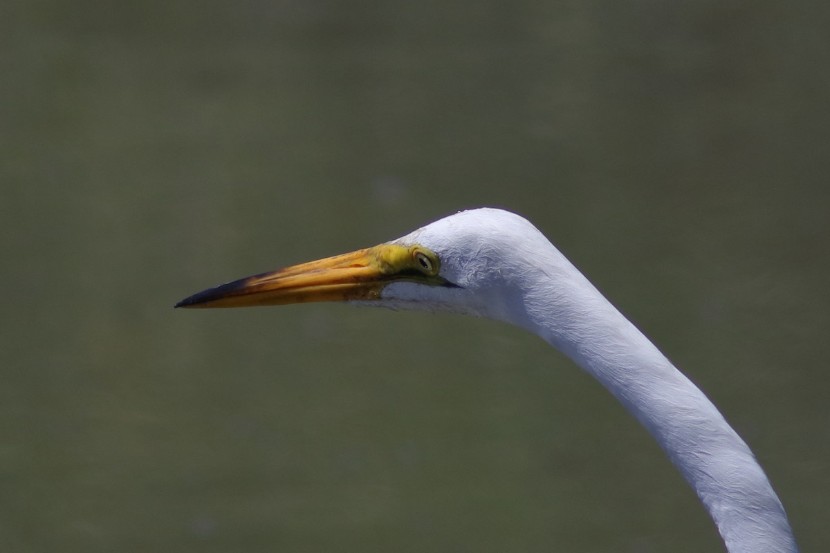 Great Egret - Robert Mercer