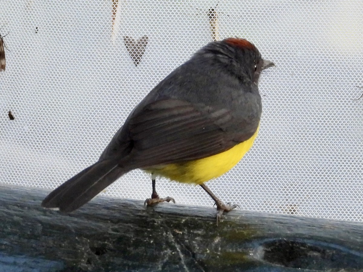 Slate-throated Redstart - Chris Butler