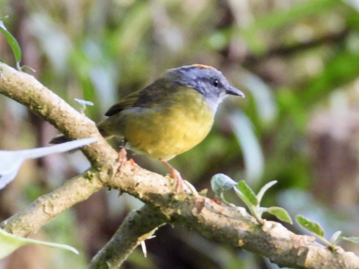 Russet-crowned Warbler - ML620964213