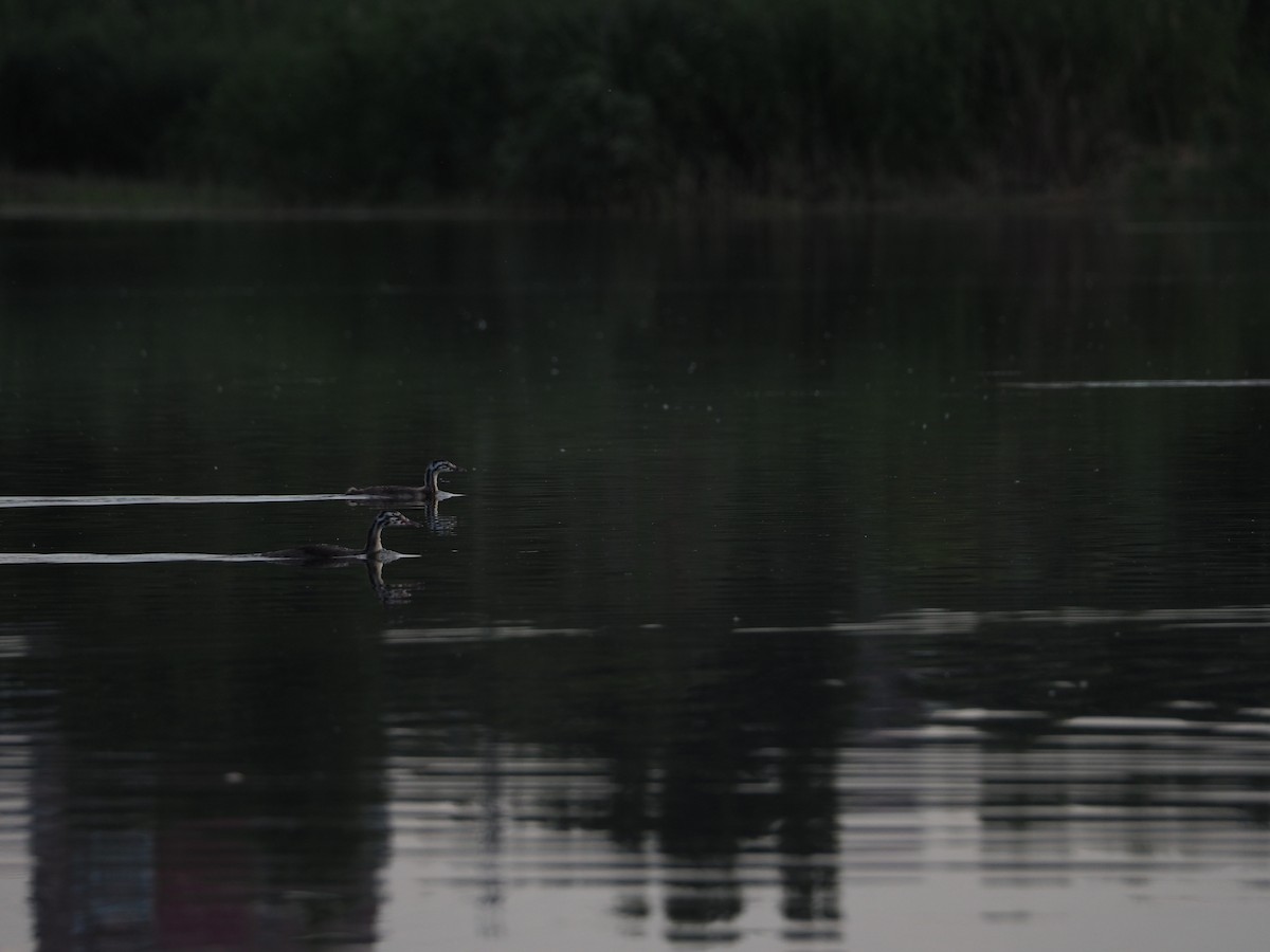 Great Crested Grebe - ML620964277