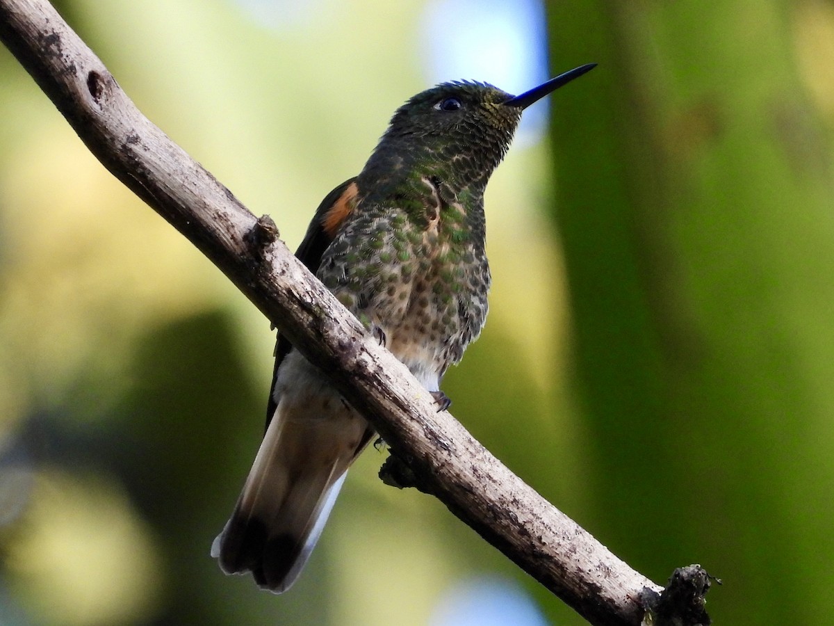 Buff-tailed Coronet - ML620964281
