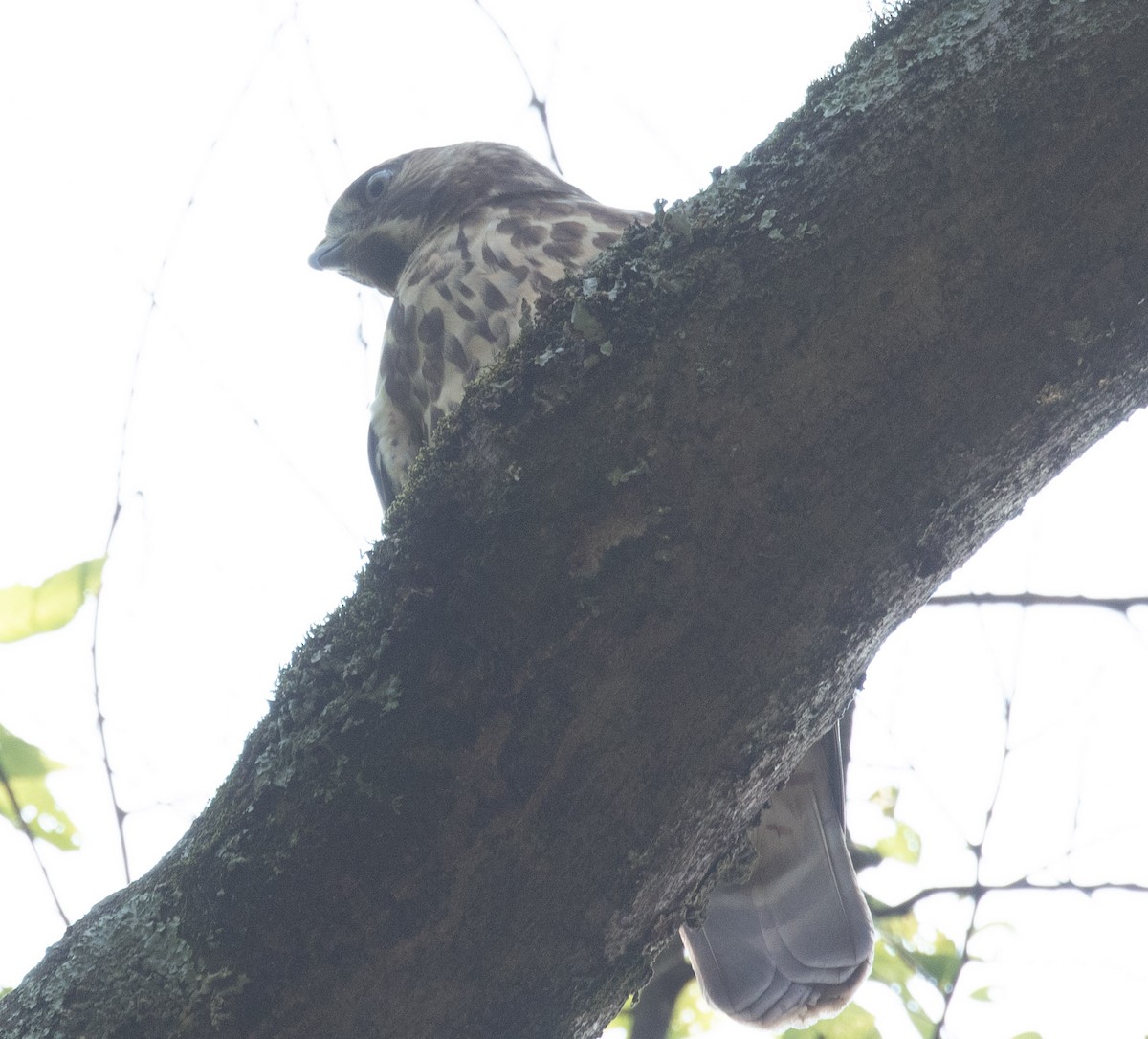 Red-shouldered Hawk - ML620964312