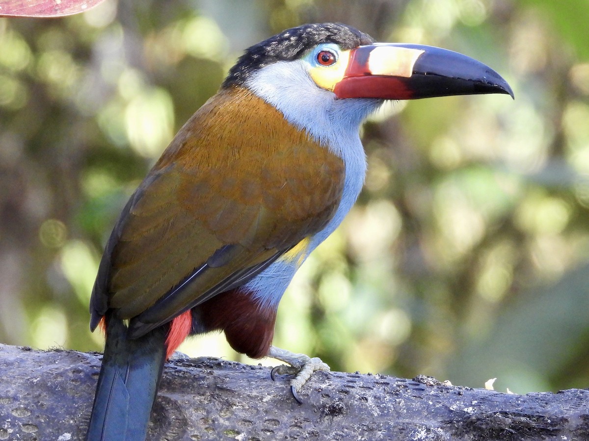 Plate-billed Mountain-Toucan - ML620964317