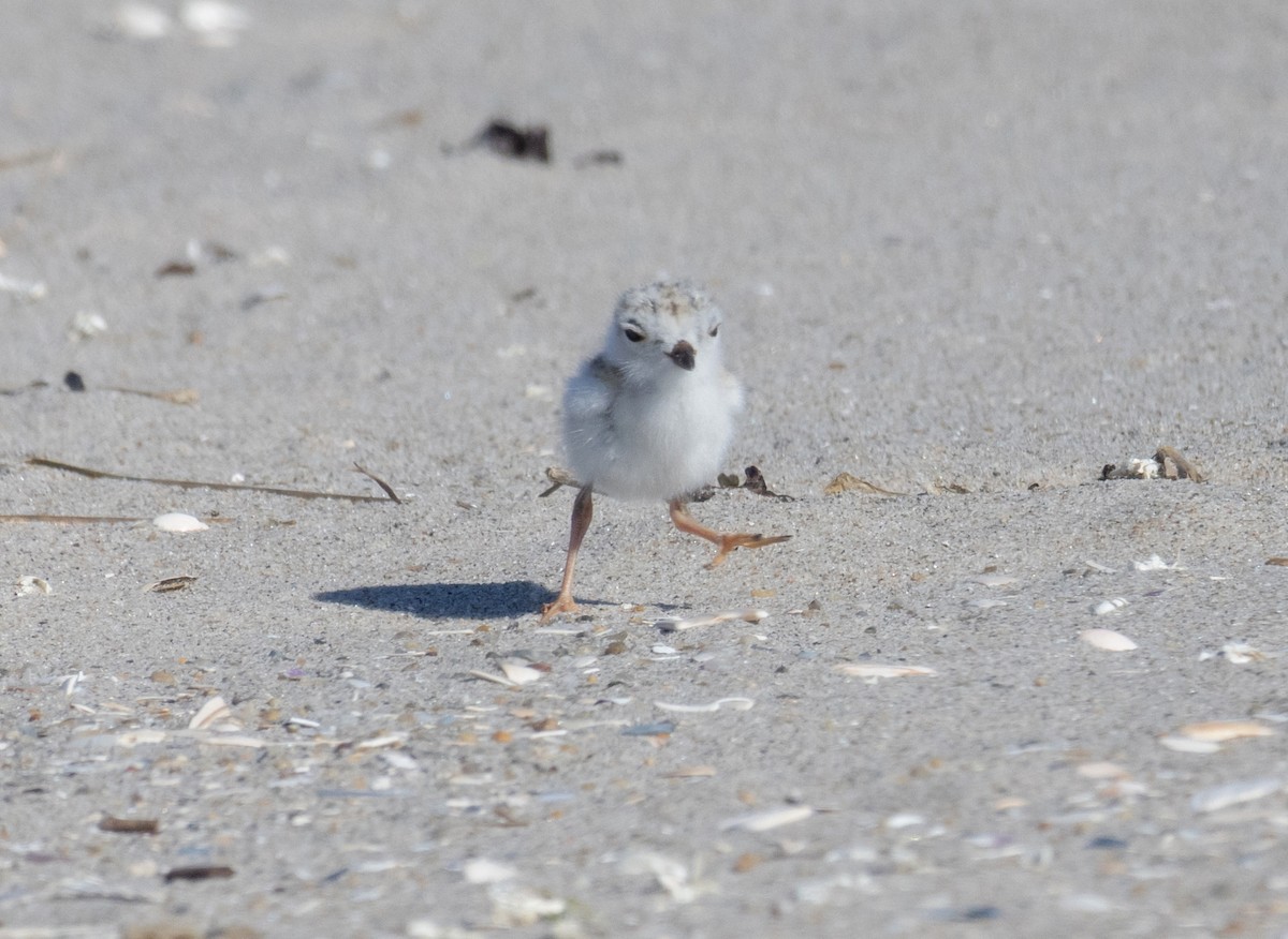 Piping Plover - ML620964325