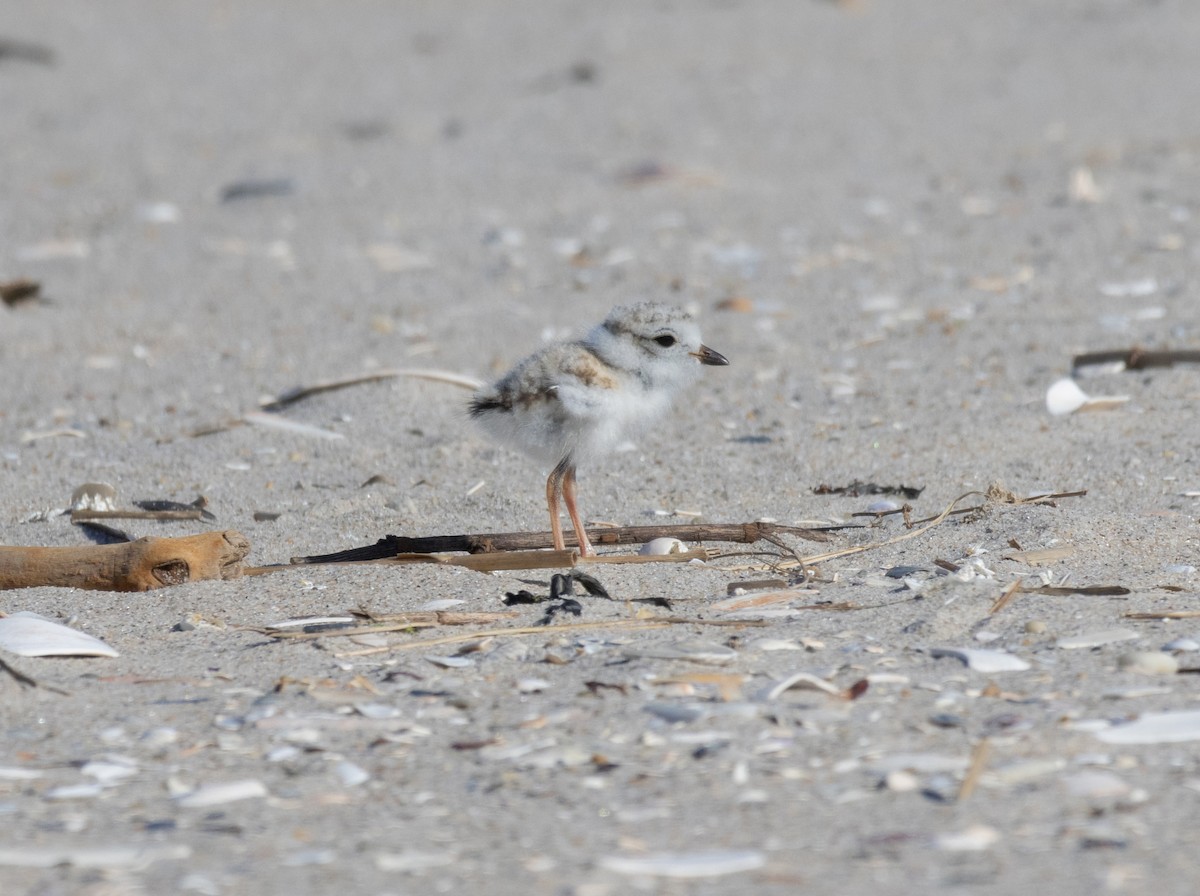 Piping Plover - ML620964326