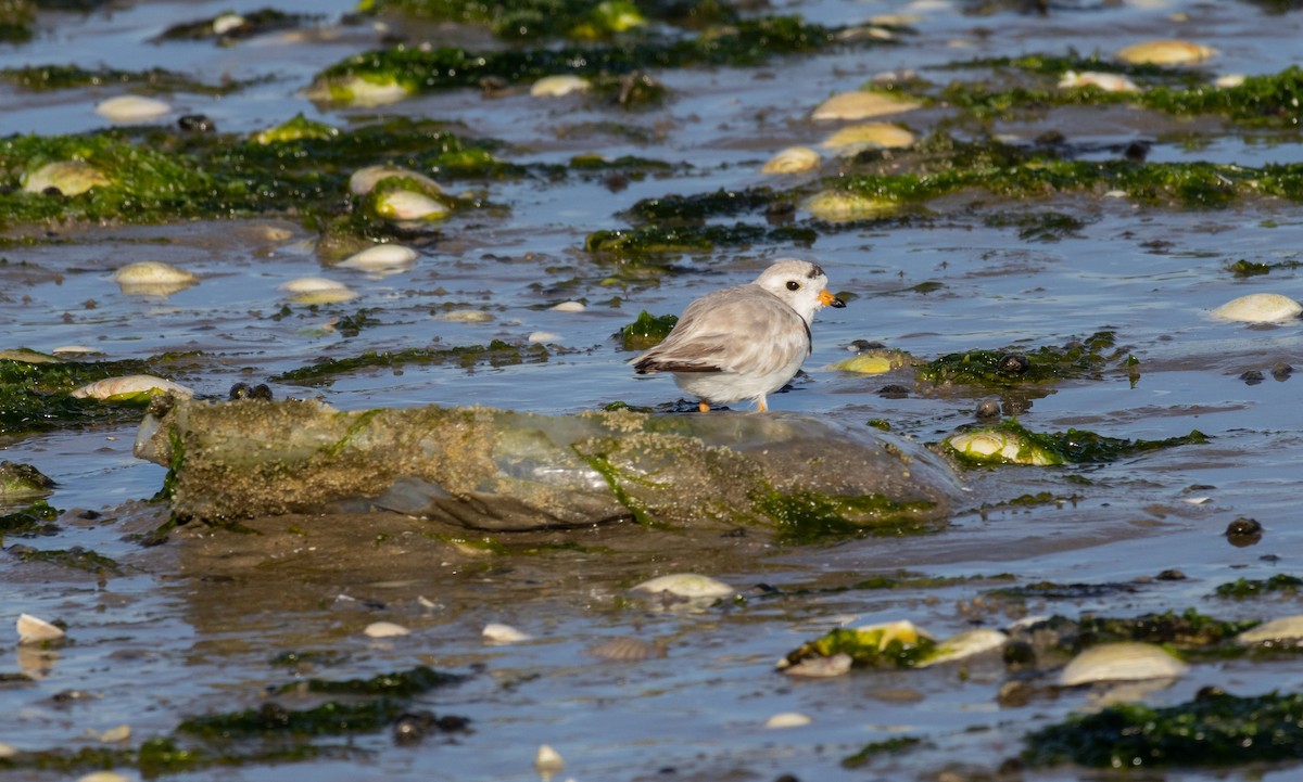 Piping Plover - ML620964328